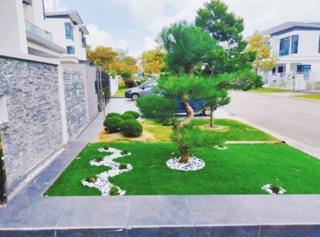 Front yard with topiary pine and artificial turf